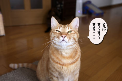 ヌードなちゃとらん_d0355333_19035469.jpg