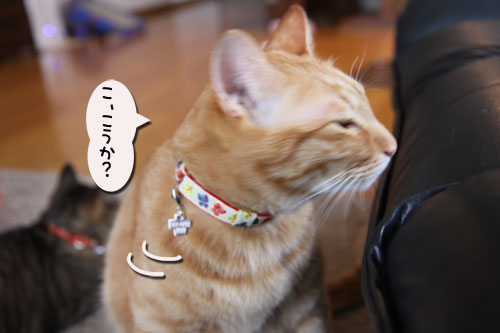 ヌードなちゃとらん_d0355333_19035515.jpg