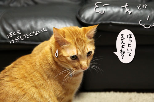 我が家の猫ボクサー_d0355333_19040244.jpg