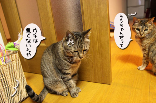 我が家の猫ボクサー_d0355333_19040259.jpg
