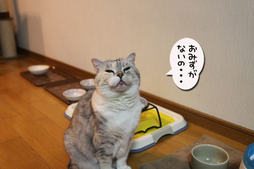 とりあえず補充したい?_d0355333_19041080.jpg