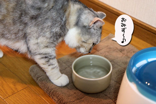 とりあえず補充したい?_d0355333_19041110.jpg