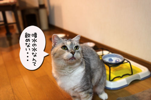 とりあえず補充したい?_d0355333_19041139.jpg