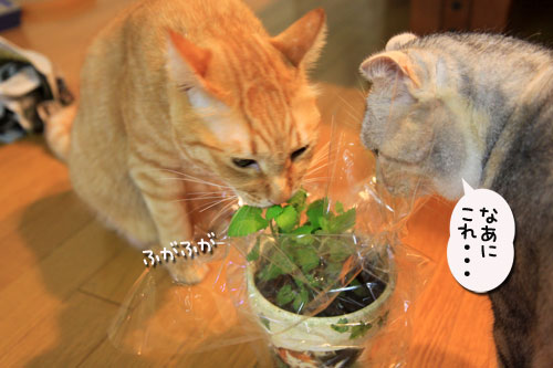キャットニップの誘惑_d0355333_19042017.jpg