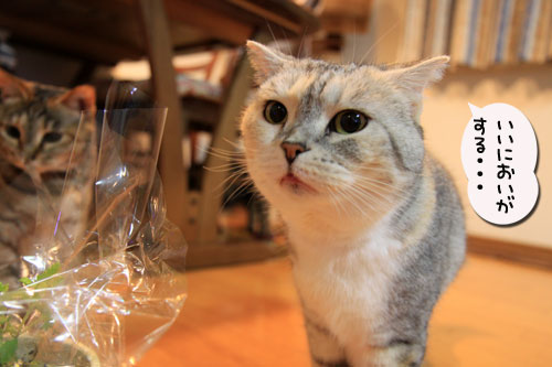 キャットニップの誘惑_d0355333_19042032.jpg