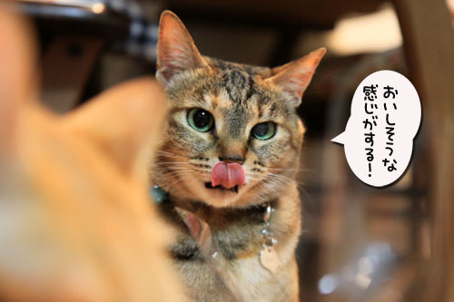 キャットニップの誘惑_d0355333_19042280.jpg