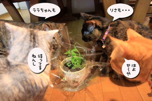 キャットニップの誘惑_d0355333_19042315.jpg