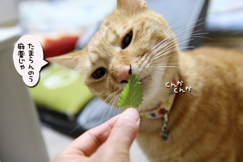 キャットニップの誘惑_d0355333_19042370.jpg