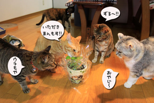 キャットニップの誘惑_d0355333_19042382.jpg