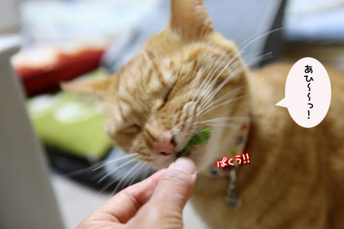 キャットニップの誘惑_d0355333_19042432.jpg