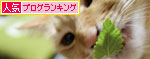 キャットニップの誘惑_d0355333_19042498.jpg