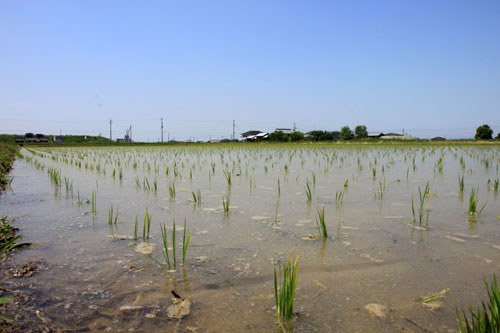 ひなたぼっこ行進_d0355333_19042689.jpg