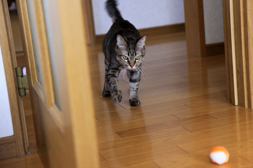 ひなたぼっこ行進_d0355333_19042708.jpg