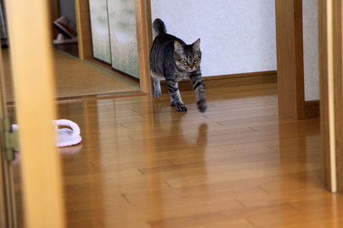 ひなたぼっこ行進_d0355333_19042739.jpg