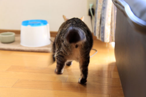 ひなたぼっこ行進_d0355333_19042806.jpg