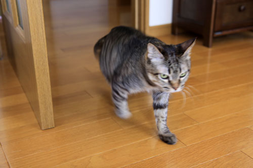 ひなたぼっこ行進_d0355333_19042870.jpg