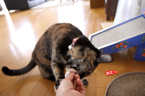 またたび、いっとく?テーマ曲つき_d0355333_19043197.jpg