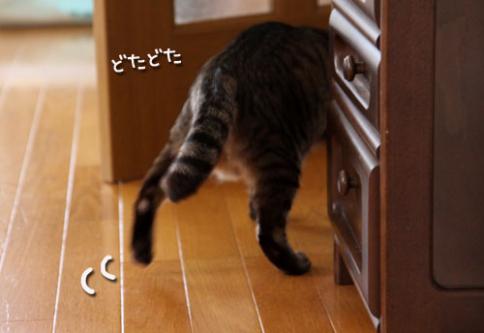 またたび、いっとく?テーマ曲つき_d0355333_19043354.jpg