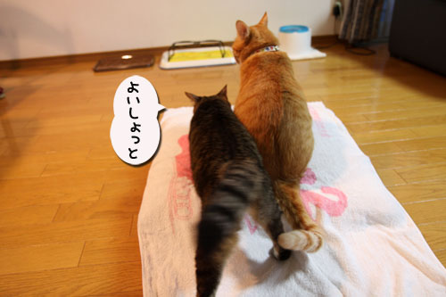 かわいいお邪魔虫隊出動_d0355333_19045819.jpg