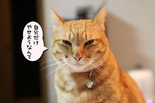 かわいいお邪魔虫隊出動_d0355333_19045913.jpg