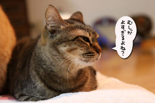 かわいいお邪魔虫隊出動_d0355333_19045982.jpg