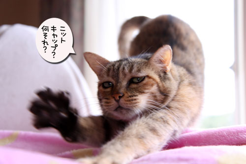 キャットニップで初対面!_d0355333_19050480.jpg