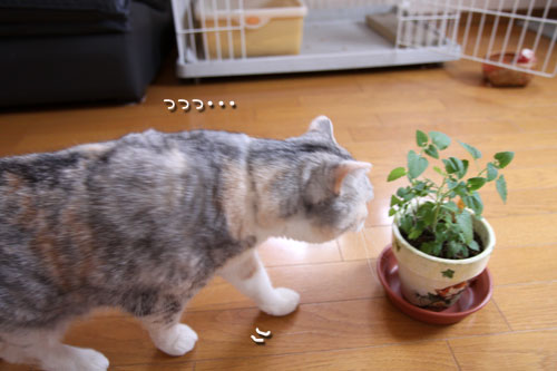 キャットニップで初対面!_d0355333_19050503.jpg