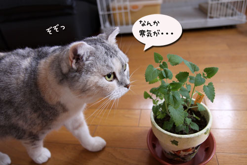 キャットニップで初対面!_d0355333_19050639.jpg