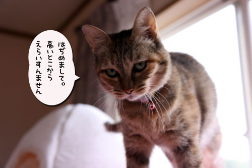 キャットニップで初対面!_d0355333_19050651.jpg