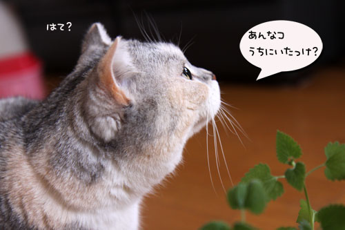 キャットニップで初対面!_d0355333_19050779.jpg