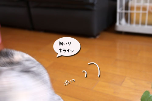 キャットニップで初対面!_d0355333_19050790.jpg