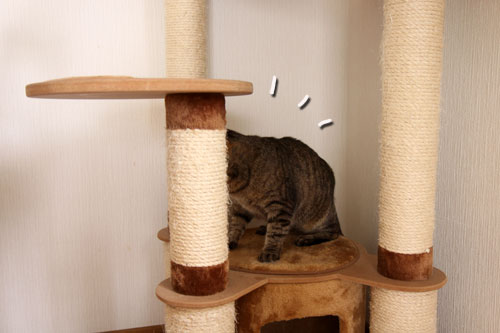 能ある猫は・・・_d0355333_19051369.jpg