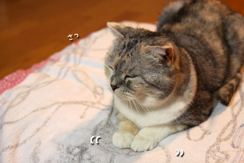 邪魔されて見つけたカワイイもの_d0355333_19052305.jpg