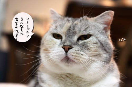 邪魔されて見つけたカワイイもの_d0355333_19052461.jpg