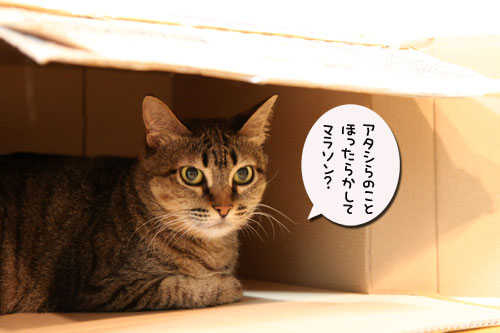 待っていたのは?_d0355333_19053256.jpg