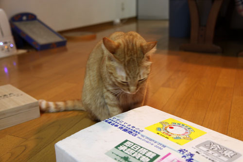 猫の鼻はあなどれない_d0355333_19053921.jpg