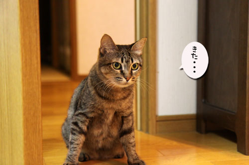 猫の鼻はあなどれない_d0355333_19053976.jpg