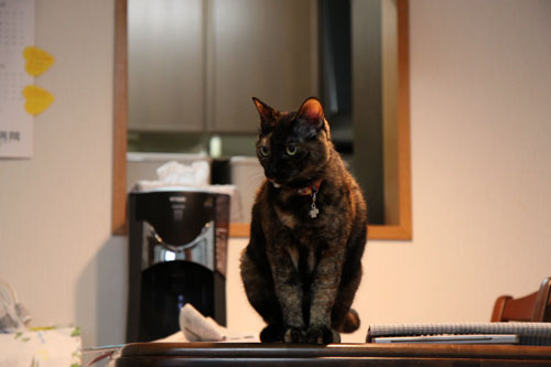 猫の鼻はあなどれない_d0355333_19053989.jpg