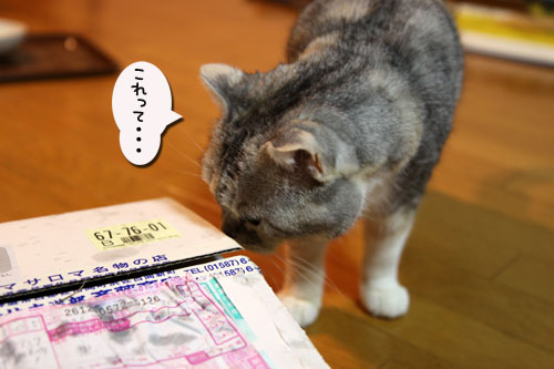 猫の鼻はあなどれない_d0355333_19054081.jpg