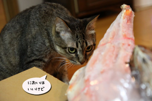 猫の鼻はあなどれない_d0355333_19054103.jpg