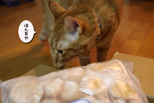猫の鼻はあなどれない_d0355333_19054167.jpg