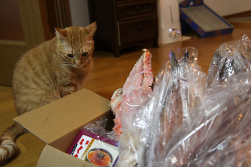 猫の鼻はあなどれない_d0355333_19054293.jpg