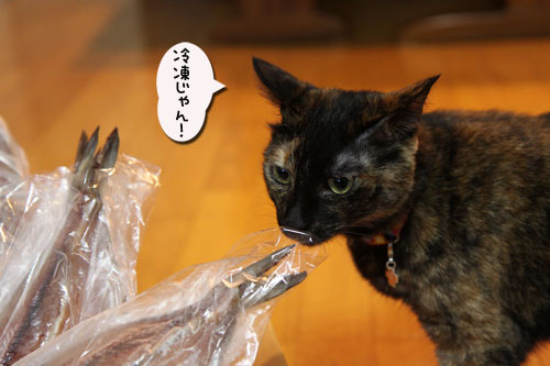 猫の鼻はあなどれない_d0355333_19054297.jpg
