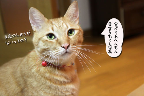 猫の鼻はあなどれない_d0355333_19054307.jpg