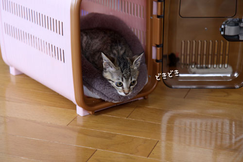 ちびっ子がやってきた!_d0355333_19055266.jpg