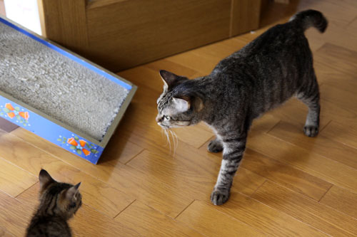 ちびっ子がやってきた!_d0355333_19055330.jpg