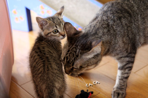 ちびっ子がやってきた!_d0355333_19055364.jpg