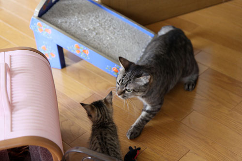 ちびっ子がやってきた!_d0355333_19055371.jpg