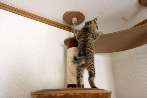 こねこと七夕の願い事_d0355333_19055903.jpg