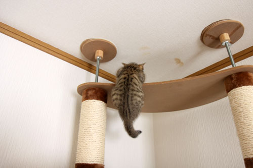 こねこと七夕の願い事_d0355333_19055997.jpg